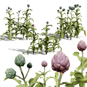 Realistic 3D Artichoke Plant Collection