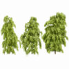 South African Podocarpus Henkelii 3D Model Pack