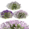 British Lavandula BeeZee 3D Model Pack