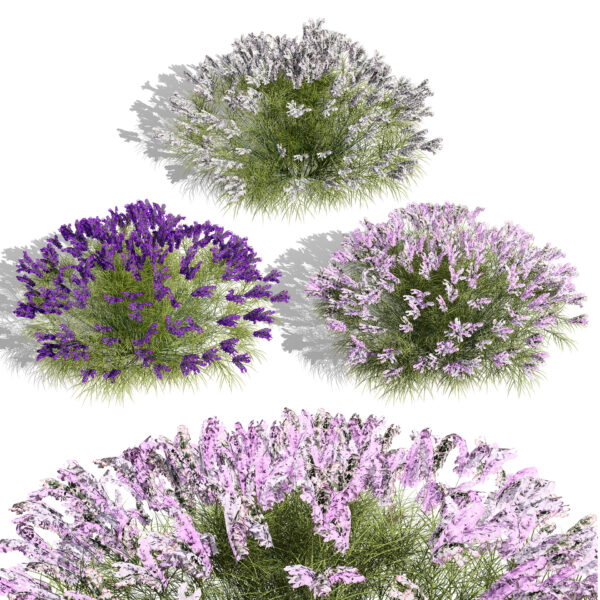 British Lavandula BeeZee 3D Model Pack