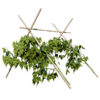 Realistic 3D Bean Plant Collection
