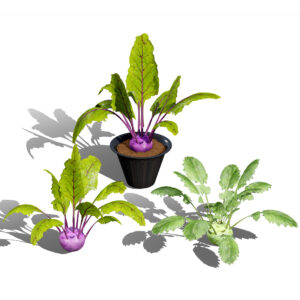 Kohlrabi Vegetable Plants Pack
