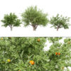 Photorealistic Moroccan Argan Tree 3D Model