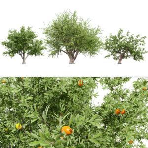 Photorealistic Moroccan Argan Tree 3D Model