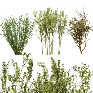 British Arran Whitebeam 3D Model Collection