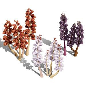 British Thyme Broomrape 3D Model