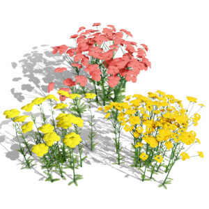 Achillea Flowering Plants 3D Model