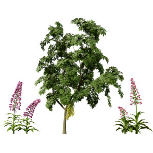 British Lady Orchid Plants Pack