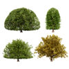 Moroccan Quercus Canariensis Pack Moroccan Quercus Canariensis Pack