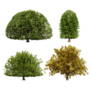 Moroccan Quercus Canariensis Pack Moroccan Quercus Canariensis Pack