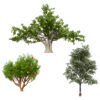 Moroccan Tree Pack Moroccan Tree Pack