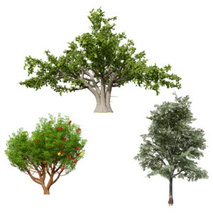 Moroccan Tree Pack Moroccan Tree Pack