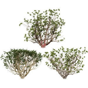 Arabian Boswellia Sacra Luban Tree