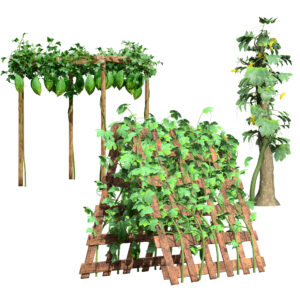 Bitter Gourd Plant Ivy Pack Bitter Gourd Plant Ivy Pack