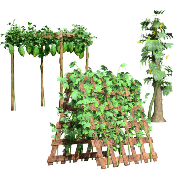 Bitter Gourd Plant Ivy Pack