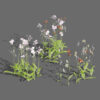 Ghost Orchid 3D Model