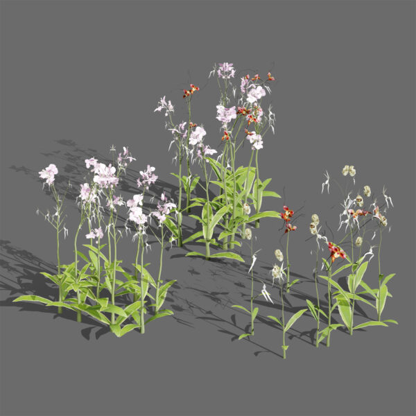 Ghost Orchid 3D Model