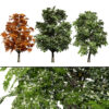 British Sycamore Tree 3D Model