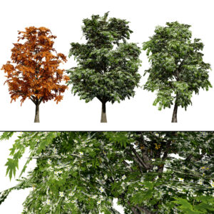 British Sycamore Tree 3D Model