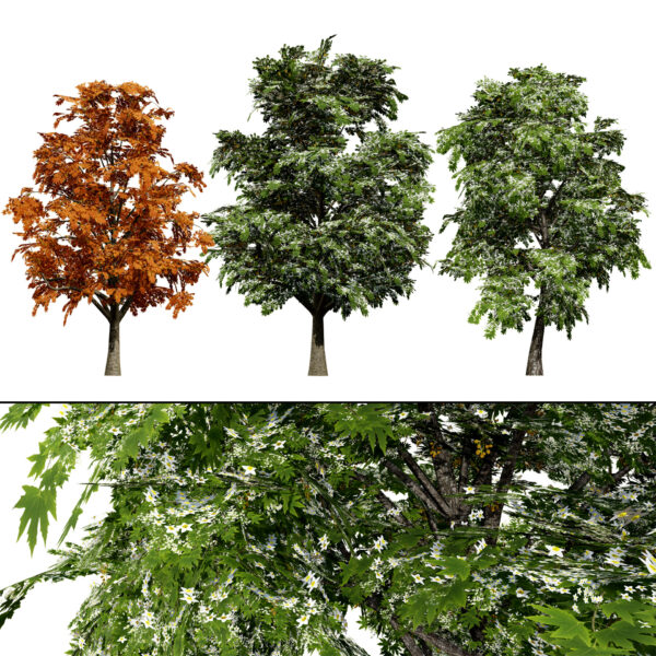 British Sycamore Tree 3D Model