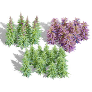 British Hemp Flowers 3D Model British Hemp Flowers 3D Model