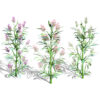 British Hemp-Agrimony 3D Model Pack