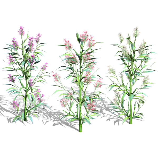 British Hemp-Agrimony 3D Model Pack