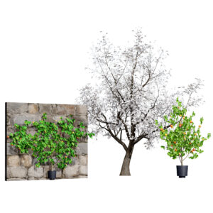 British Apricot 'Flavorcot' Tree 3D Model