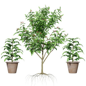 Curry Leaf Tree 3D Model Collection Curry Leaf Tree 3D Model Collection