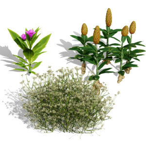 Moroccan Spice Garden 3D Plant Collection