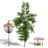 Photorealistic Moroccan Flora Collection