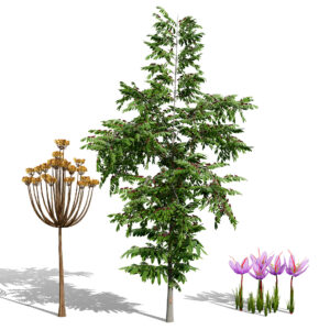 Photorealistic Moroccan Flora Collection