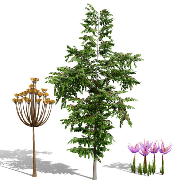 Photorealistic Moroccan Flora Collection