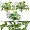 Moroccan Zucchini Vegetable Plants