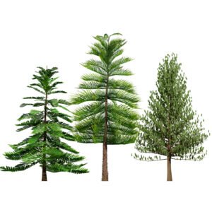 Moroccan Norfolk Island Pine