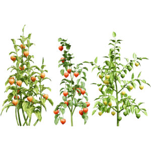Physalis Vegetable Plant 3D Models