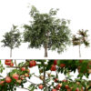 British Standard Apple Malus Bramleys Seedling Tree