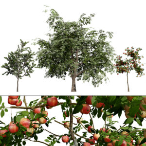 British Standard Apple Malus Bramleys Seedling Tree