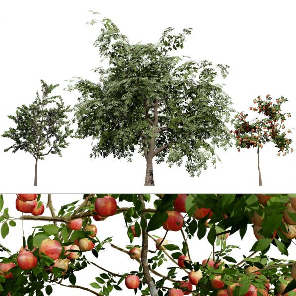 British Standard Apple Malus Bramleys Seedling Tree