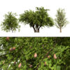British Plymouth Pear Tree Collection