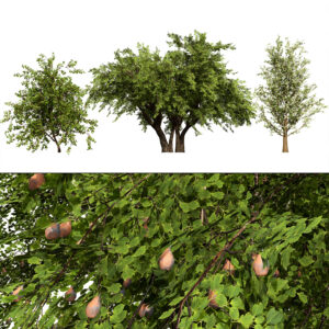 British Plymouth Pear Tree Collection