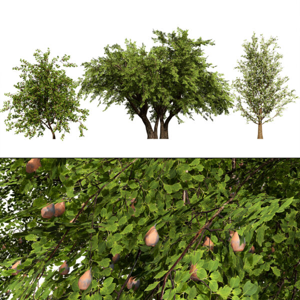 British Plymouth Pear Tree Collection