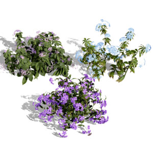 British Forget Me Not Myosotis 3D model