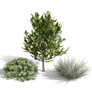 Moroccan Arid Flora Collectionba Moroccan Arid Flora Collection