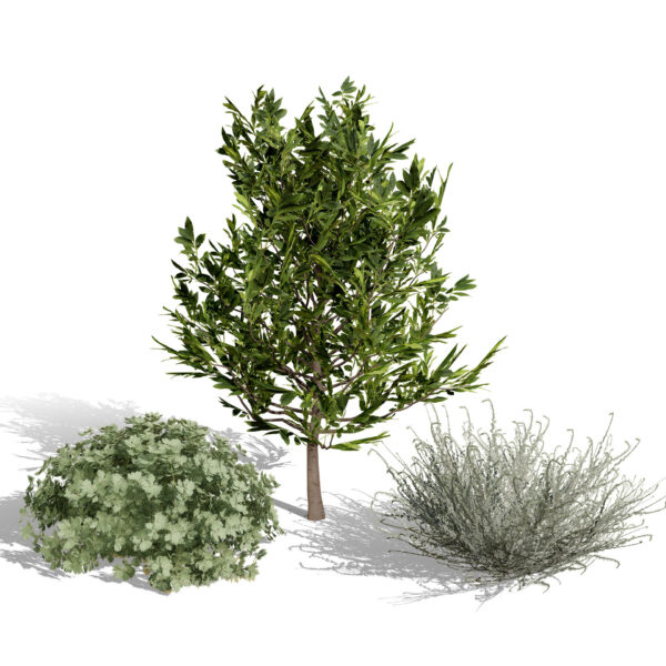 Moroccan Arid Flora Collectionba Moroccan Arid Flora Collection