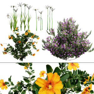 Photorealistic Moroccan Flora Pack