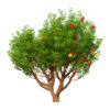 01 ARBUTUS