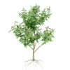 01 CURRY LEAF TREE z56