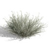01 moroccan artemisia herba-alba