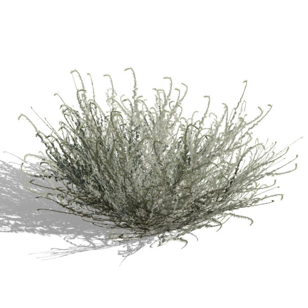 01 moroccan artemisia herba-alba